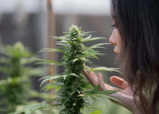 Why cannabis smells like skunk – and how that could soon change