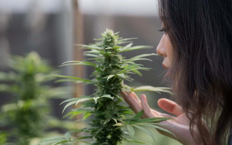 Why cannabis smells like skunk – and how that could soon change