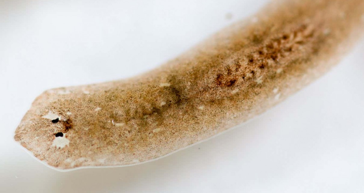 Flatworms can either regrow lost heads or reproduce sexually, not both