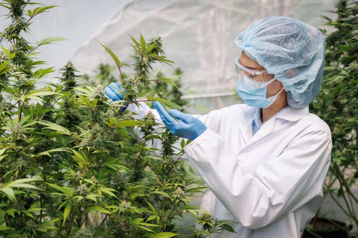 Research into cannabis really only started in earnest two decades ago