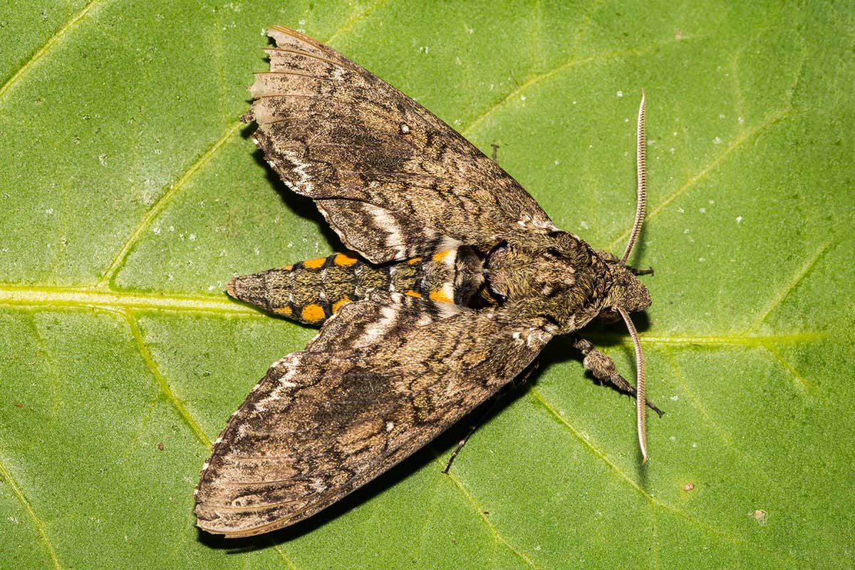 Carolina Sphinx Moth (Manduca sexta)