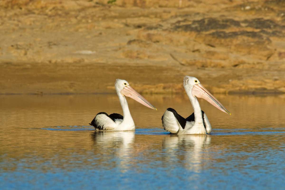 C3T9BG Australian Pelicans, Diamantina River, Birdsville, Queensland, Australia