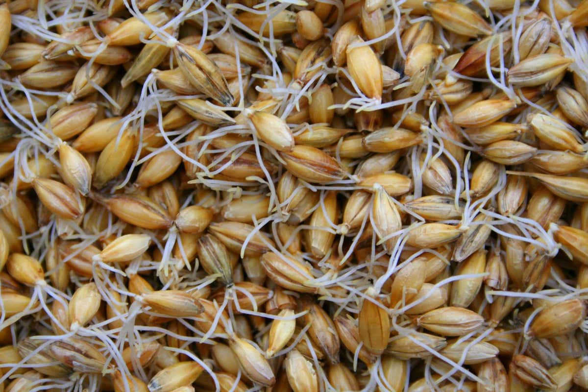 sprouted barley; Shutterstock ID 33767392; purchase_order: -; job: -; client: -; other: -