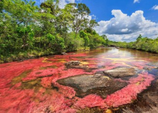 Cano Cristales (River of five colors), La Macarena, Meta, Colombia; Shutterstock ID 774676180; purchase_order: -; job: -; client: -; other: -