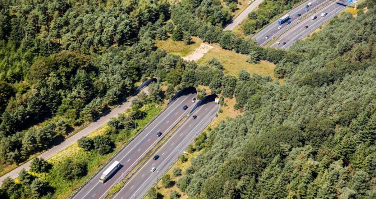 Crossings review: Ben Goldfarb explains how we can help wildlife live with motorways