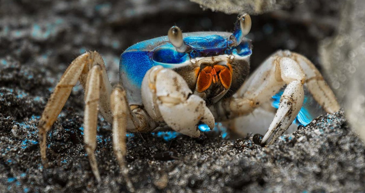Crabs evolved to live away from the ocean up to 17 different times