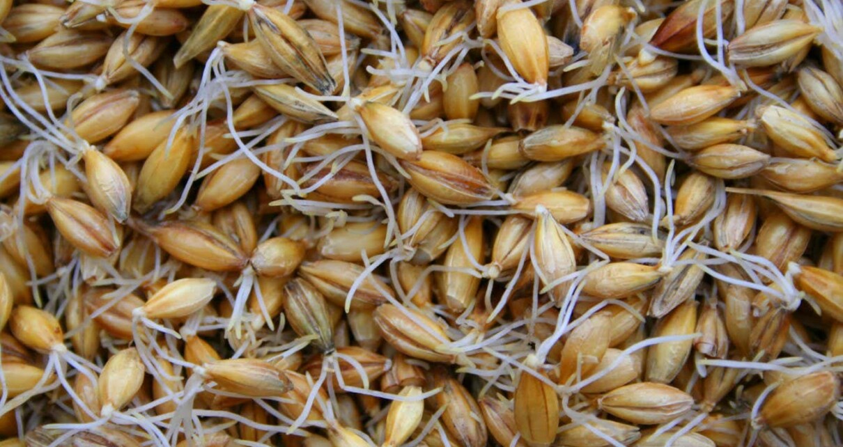 sprouted barley; Shutterstock ID 33767392; purchase_order: -; job: -; client: -; other: -