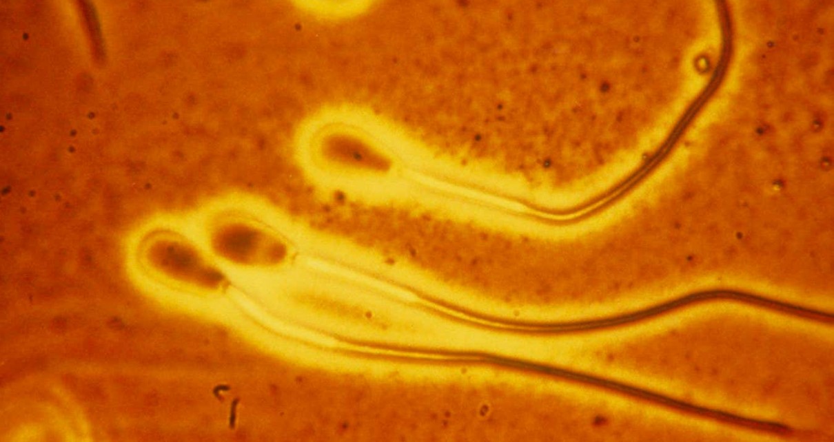Scientists studied bull sperm, which have similar structures and swimming patterns to human sperm