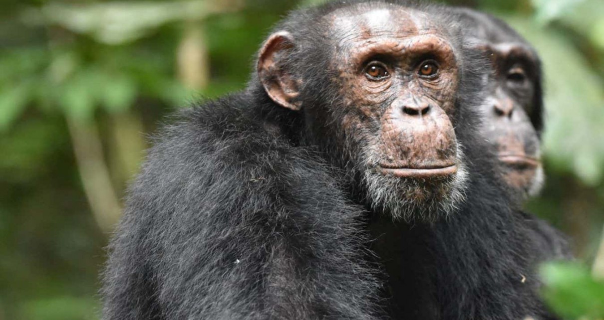 Chimpanzees use high ground to scope out rival groups
