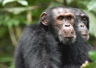 Chimpanzees use high ground to scope out rival groups