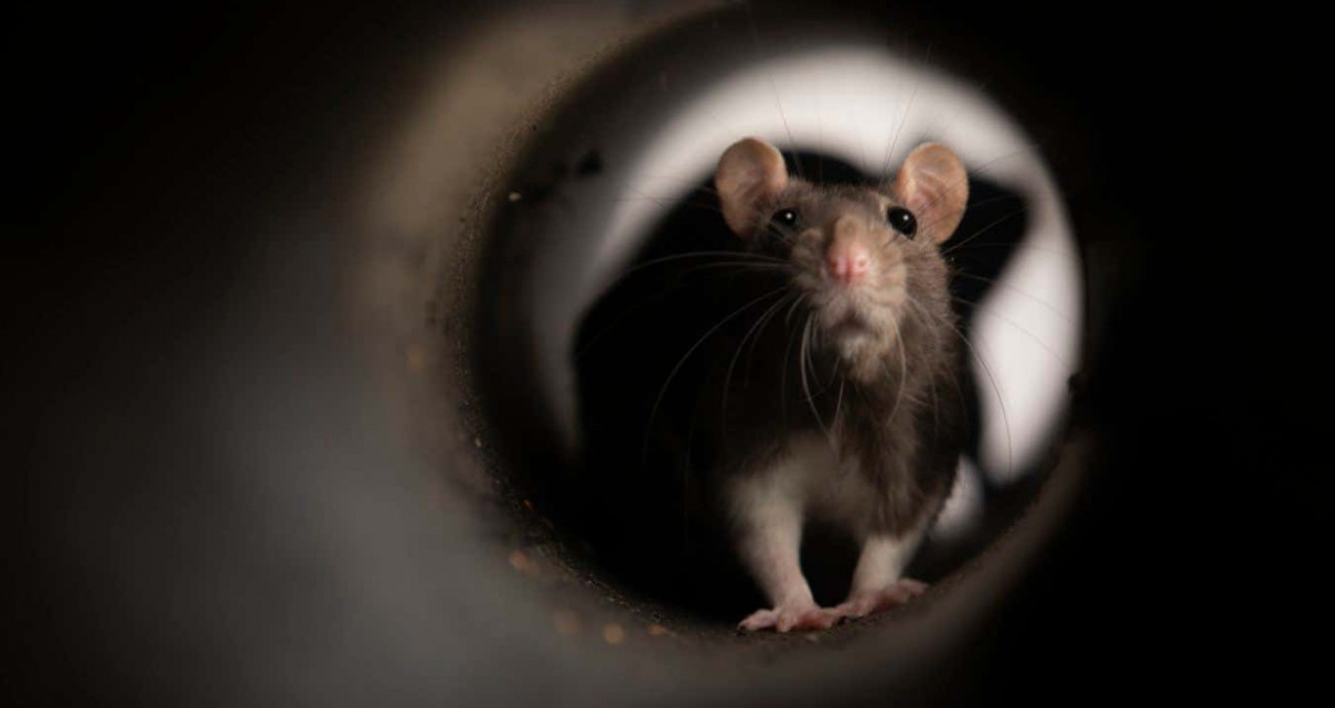 Rats can use imagination to mentally recreate places they've visited