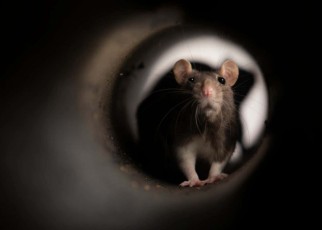 Rats can use imagination to mentally recreate places they've visited