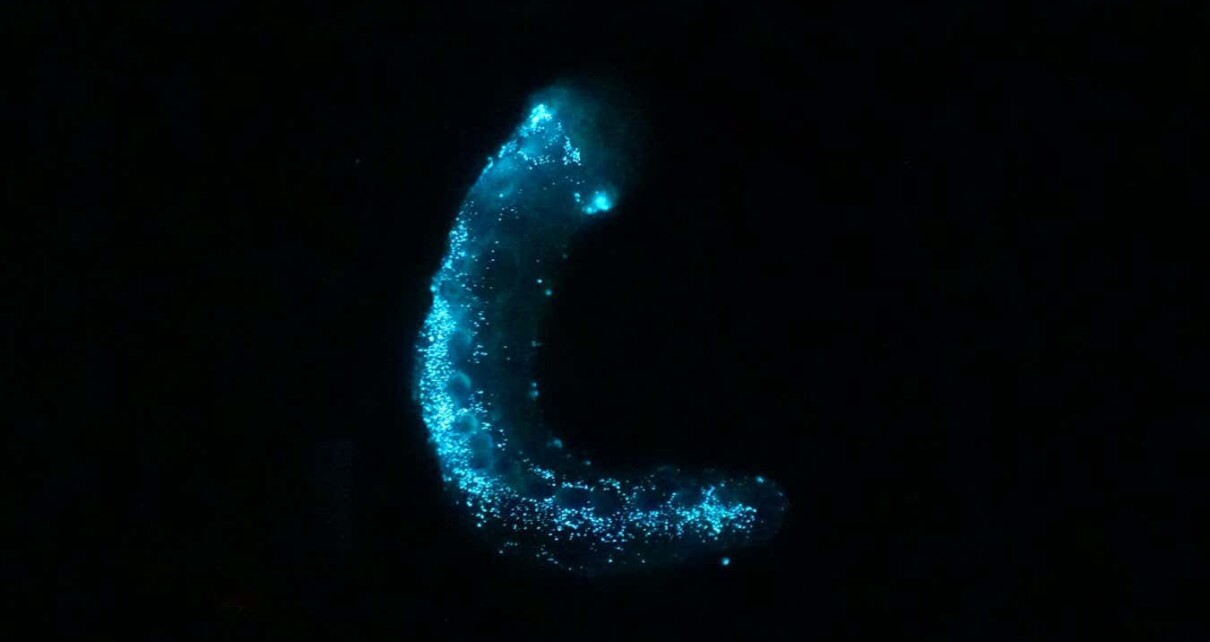 Sea cucumbers surprise scientists with spectacular light show