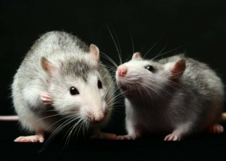 Rats squeak with happiness when they are with another rat
