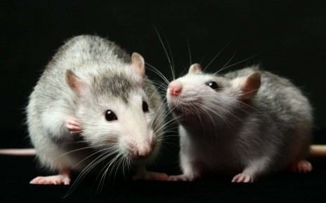Rats squeak with happiness when they are with another rat