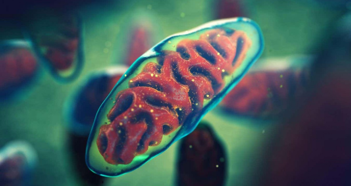 Artist's impression of mitochondria