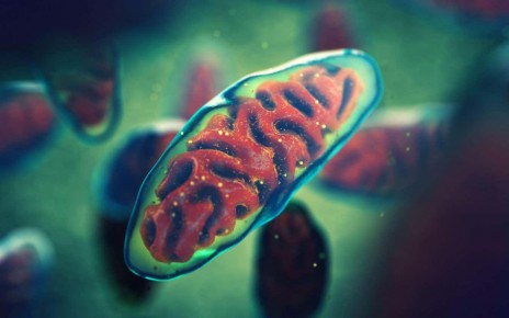 Artist's impression of mitochondria