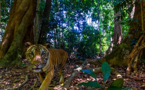 Stunning photo of rare Malaysian tiger snapped by camera trap