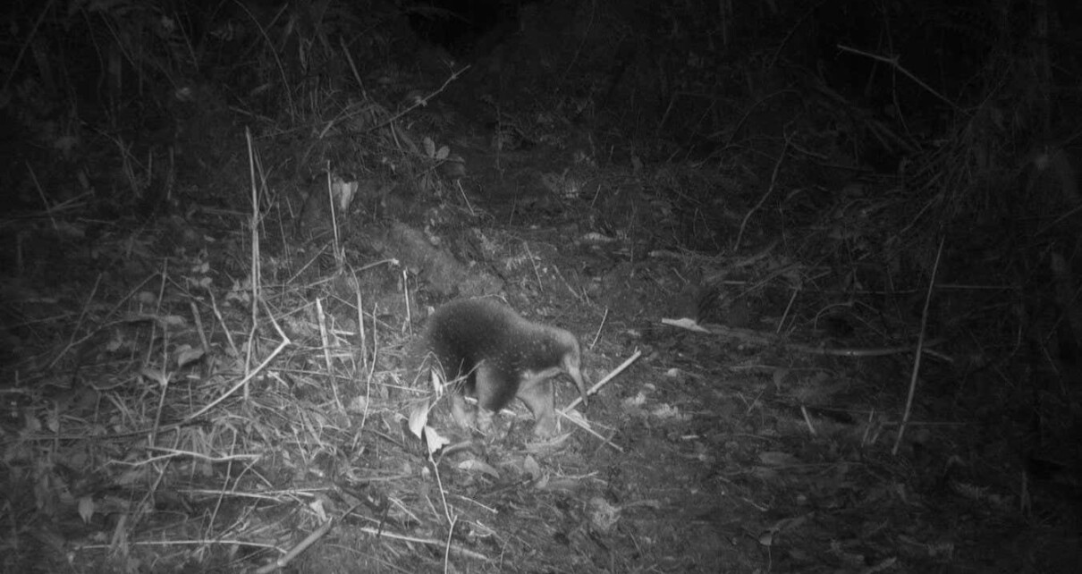 Endangered Attenborough’s long-beaked echidna that was not seen in 60 years has been caught on camera