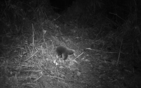 Endangered Attenborough’s long-beaked echidna that was not seen in 60 years has been caught on camera