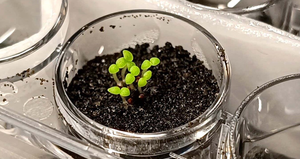 Plants thrive in lunar soil with help from phosphorus-making bacteria