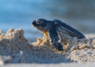 Metal pollution may be skewing the sex ratio of sea turtles