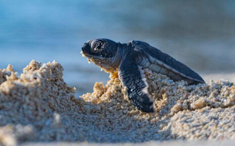 Metal pollution may be skewing the sex ratio of sea turtles