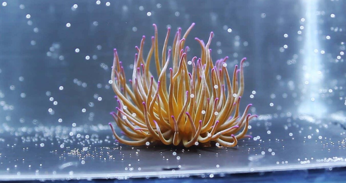 Anemones are first known animals to follow the sun like plants do