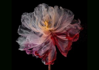 Artist's tulip photos capture transience of life