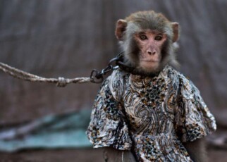Dancing monkey hormones shed light on harmful street shows in Pakistan
