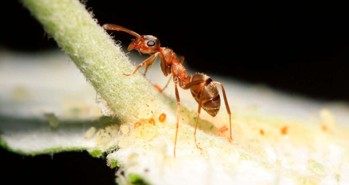 Ants treat their own fungal infections by eating aphids