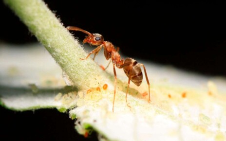 Ants treat their own fungal infections by eating aphids
