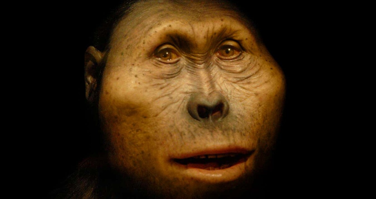 Not to be used in museums, exhibitions, or articles about Elisabeth Daynes or the Atelier Daynes. No use in any context outside of mainstream science without the express permission of Atelier Daynes. Front covers or private use require clearance. Mandatory credit. Paranthropus boisei model. Reconstruction of a specimen of Paranthropus boisei. This hominin, which is sometimes classified as Australopithecus boisei, lived from 2.3 to 1.2 million years ago in eastern Africa. P. boisei is one of several extinct species that form an early part of the human evolutionary tree. Reconstruction by Elisabeth Daynes of the Daynes Studio, Paris, France. MANDATORY CREDIT.