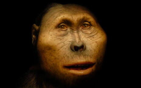 Not to be used in museums, exhibitions, or articles about Elisabeth Daynes or the Atelier Daynes. No use in any context outside of mainstream science without the express permission of Atelier Daynes. Front covers or private use require clearance. Mandatory credit. Paranthropus boisei model. Reconstruction of a specimen of Paranthropus boisei. This hominin, which is sometimes classified as Australopithecus boisei, lived from 2.3 to 1.2 million years ago in eastern Africa. P. boisei is one of several extinct species that form an early part of the human evolutionary tree. Reconstruction by Elisabeth Daynes of the Daynes Studio, Paris, France. MANDATORY CREDIT.