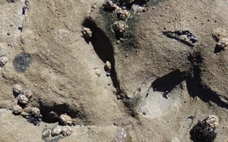 Wonthaggi bird tracks affected by modern erosion and marine organisms at Footprint Flats locality.