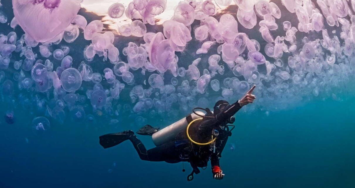 2K00NBC Diver in a bloom of jellyfishes Aurelia aurita pointing something