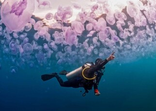 2K00NBC Diver in a bloom of jellyfishes Aurelia aurita pointing something