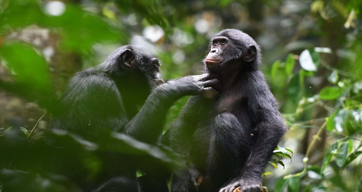 Bonobos are friendly with those outside their group – unlike chimps