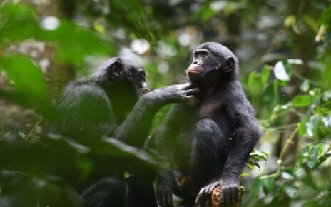 Bonobos are friendly with those outside their group – unlike chimps