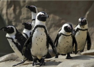 African penguins recognise their partners by the spots on their chest