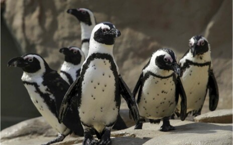 African penguins recognise their partners by the spots on their chest