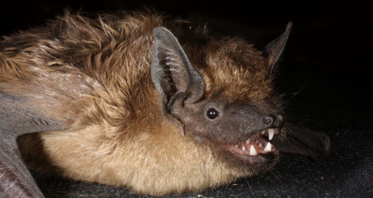 Bat uses its huge penis like an arm during sex