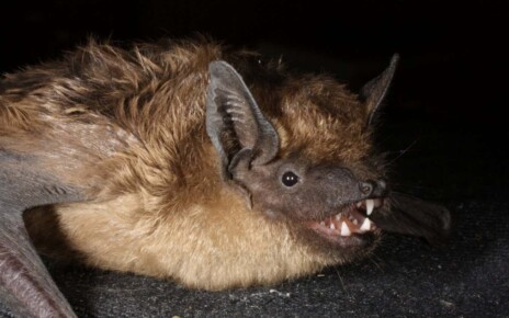 Bat uses its huge penis like an arm during sex