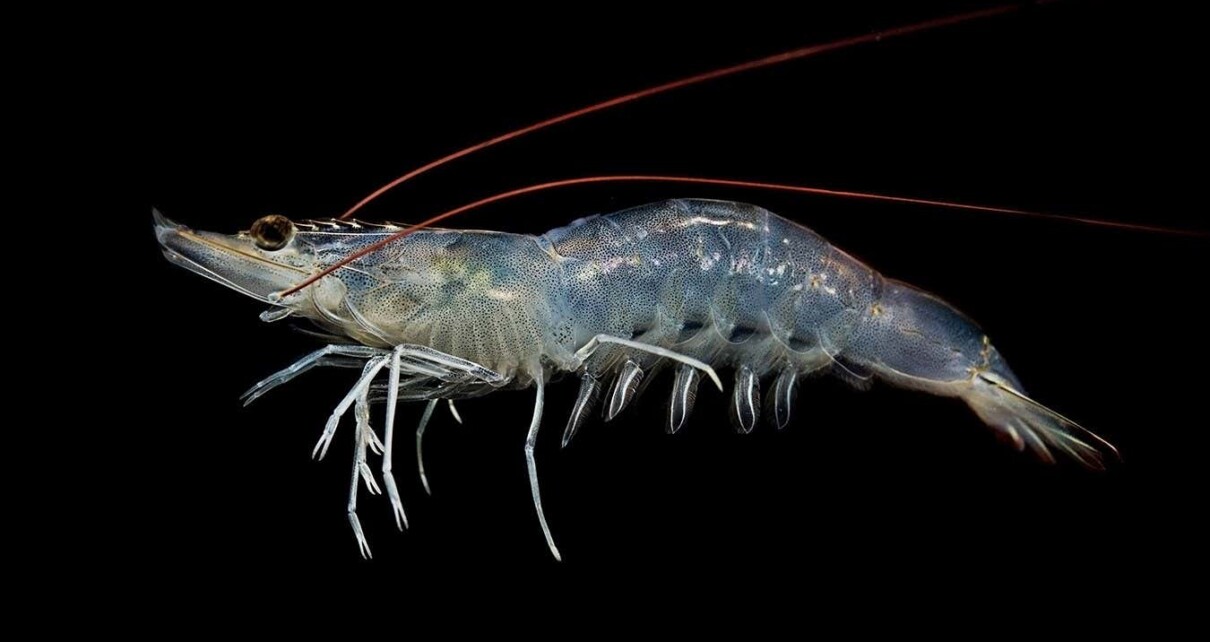 Hair seems to help shrimp move through water