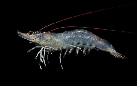 Hair seems to help shrimp move through water