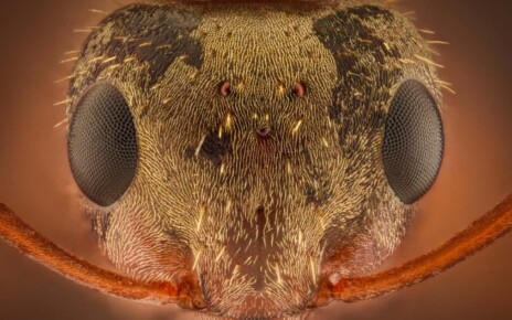 Ant head with compound eyes