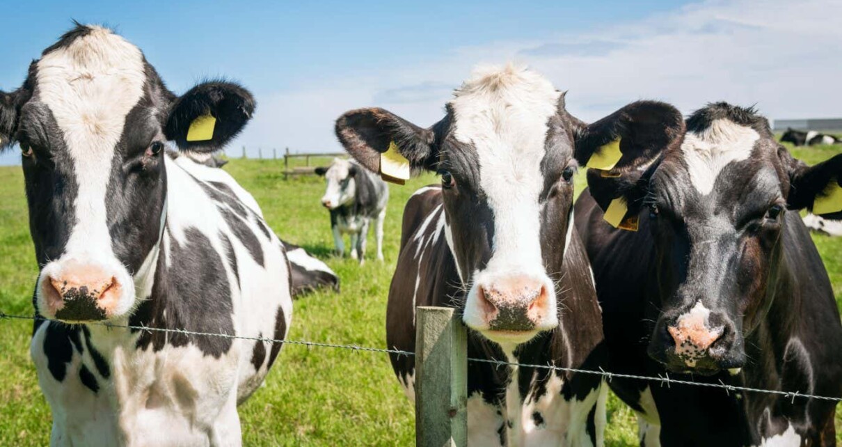 Nutrient found in beef and milk shows promise against several cancers