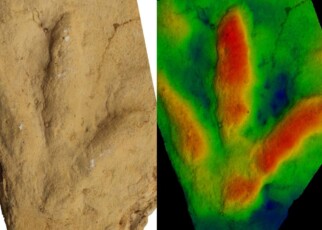 Unknown animals left birdlike footprints long before birds existed