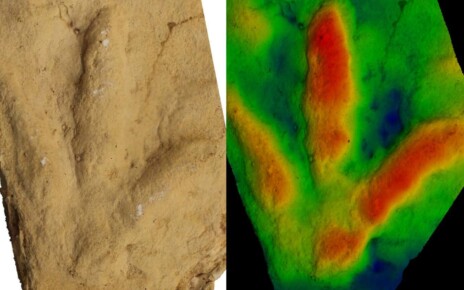 Unknown animals left birdlike footprints long before birds existed