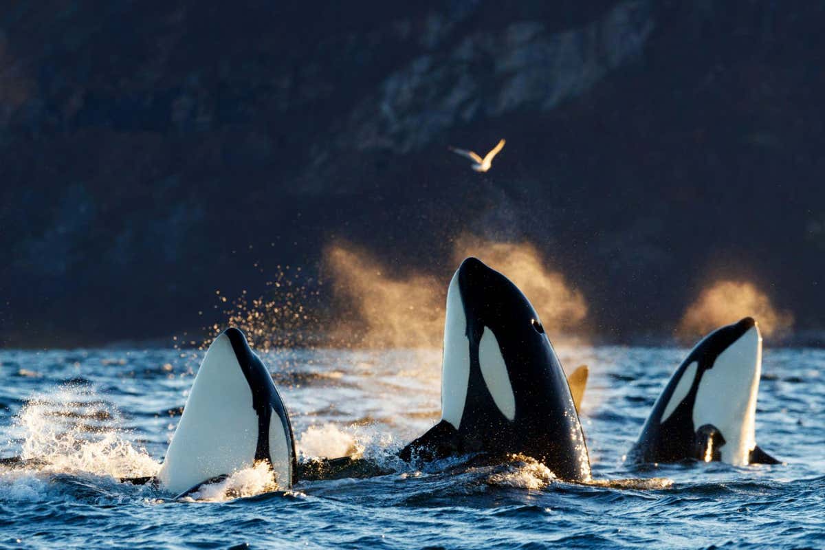 2ATWH78 Killer whales / orcas (Orcinus orca). Spyhopping. Kvaloya, Troms, Norway October